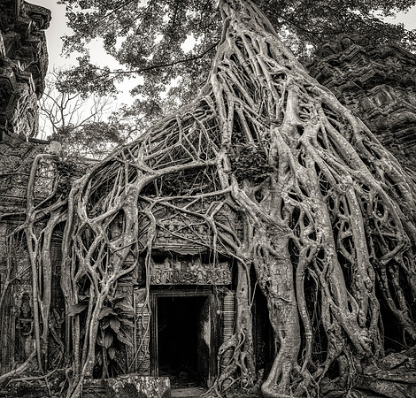 Angkor Overgrown