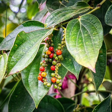 _DSC23582-Edit-2