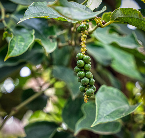 _DSC23540-Edit