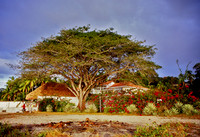 Tree - Santa Clara