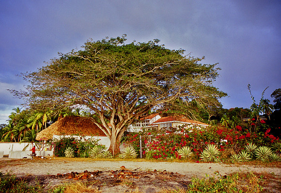Tree - Santa Clara