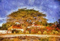 Tree - Santa Clara_Benson