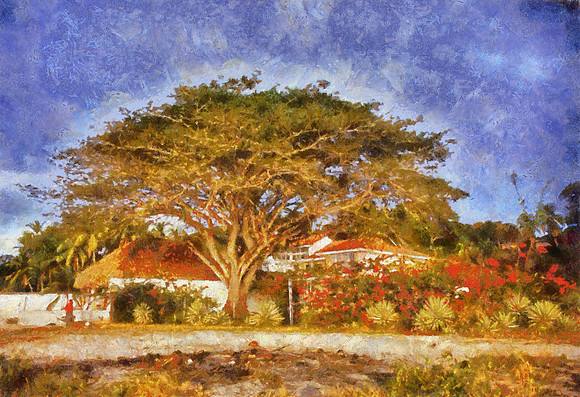 Tree - Santa Clara_Benson