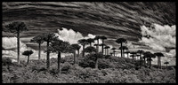 Monkey Puzzle Trees