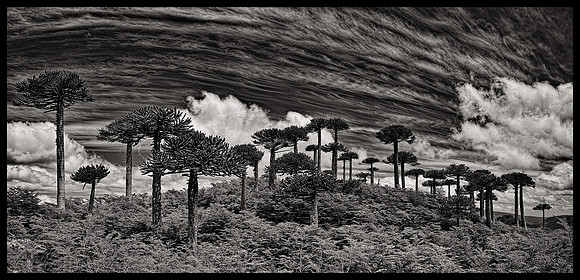 Monkey Puzzle Trees