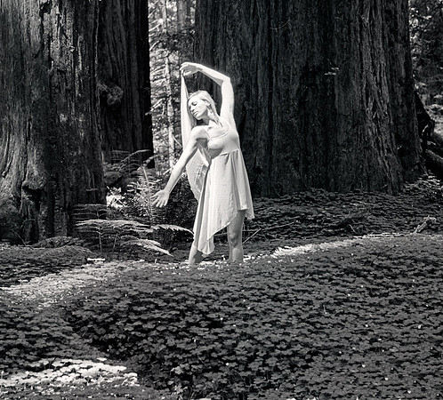 110625-03-11d-Myndy Redwoods