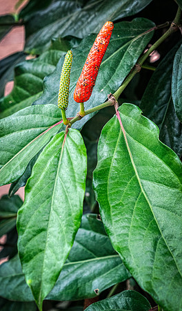 _DSC23521-Edit