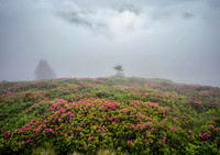 _DSC9085-Edit-Edit