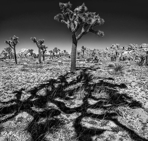 In The Shadow
