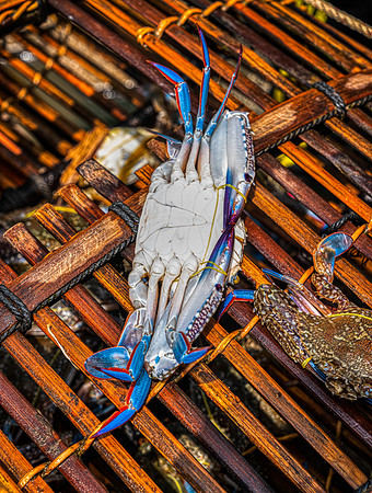 _DSC23779-Edit